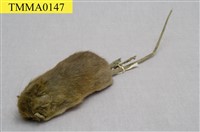 藏品(高山白腹鼠)的圖片